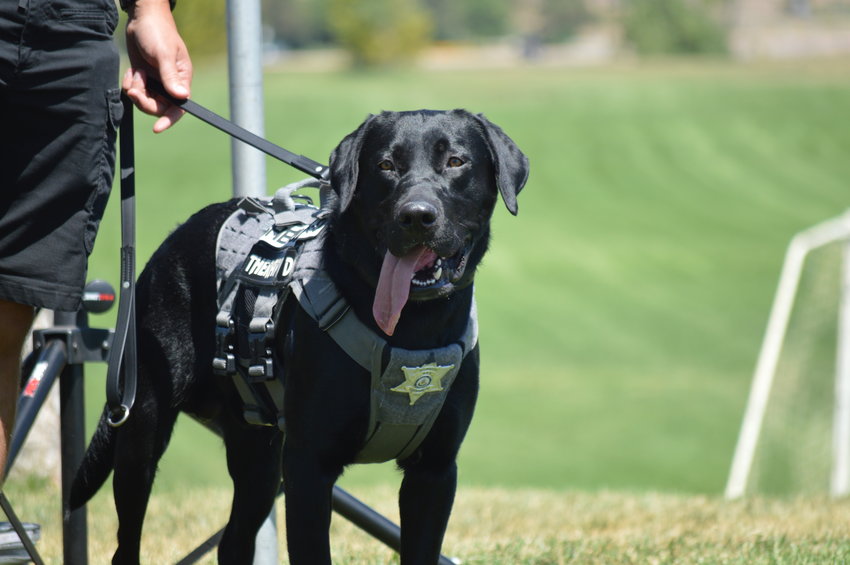 Rex, Arapahoe County Sheriff’s Office first therapy dog, who was the inspiration for the “RexRun” event held Aug. 6, 2022. Rex was sworn in on May 25, 2021, and works alongside School Resource Officer Deputy John Gray in Littleton Public Schools.